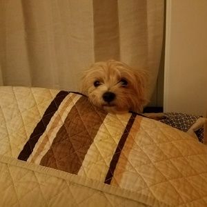 Meet your Posher, Angel